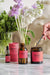 Positive Energy Scented Jar Candle - Pink Grapefruit Vetiver and Mint Aroma Therapy Aery Wholesale 