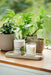 Citrus Tonic Scented Candle Botanical Aery Wholesale 
