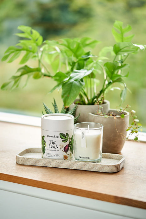Fig Leaf Scented Candle Botanical Aery Wholesale 