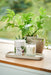 Fig Leaf Scented Candle Botanical Aery Wholesale 