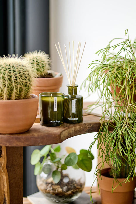 Green Bamboo Reed Diffuser Botanical Aery Wholesale 